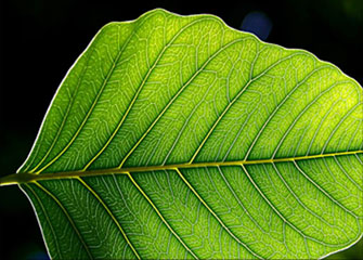 网站攻击软件工具